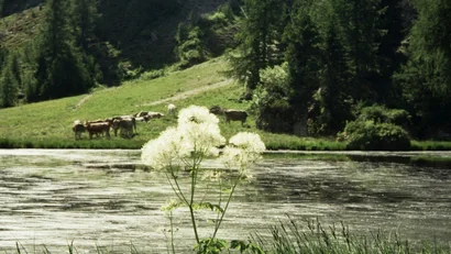 AlpeLuce Mountain Chalet: appartamenti ad Arabba